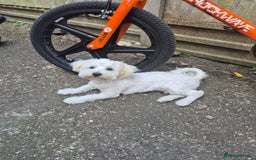 Bichon Frise dogs for sale: Bichon frise  boy - Image 10