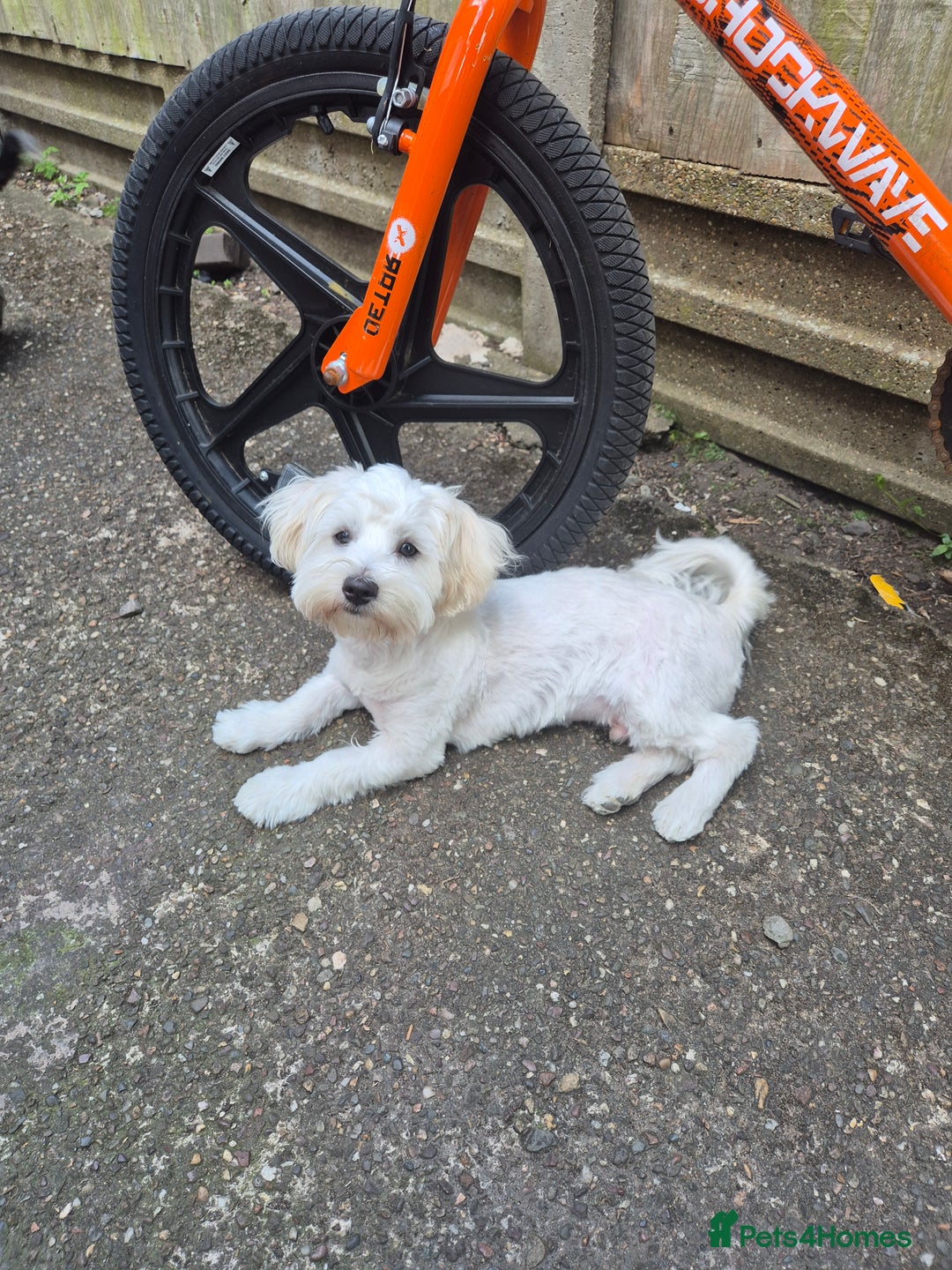 Bichon Frise dogs for sale: Bichon frise  boy - Image 10