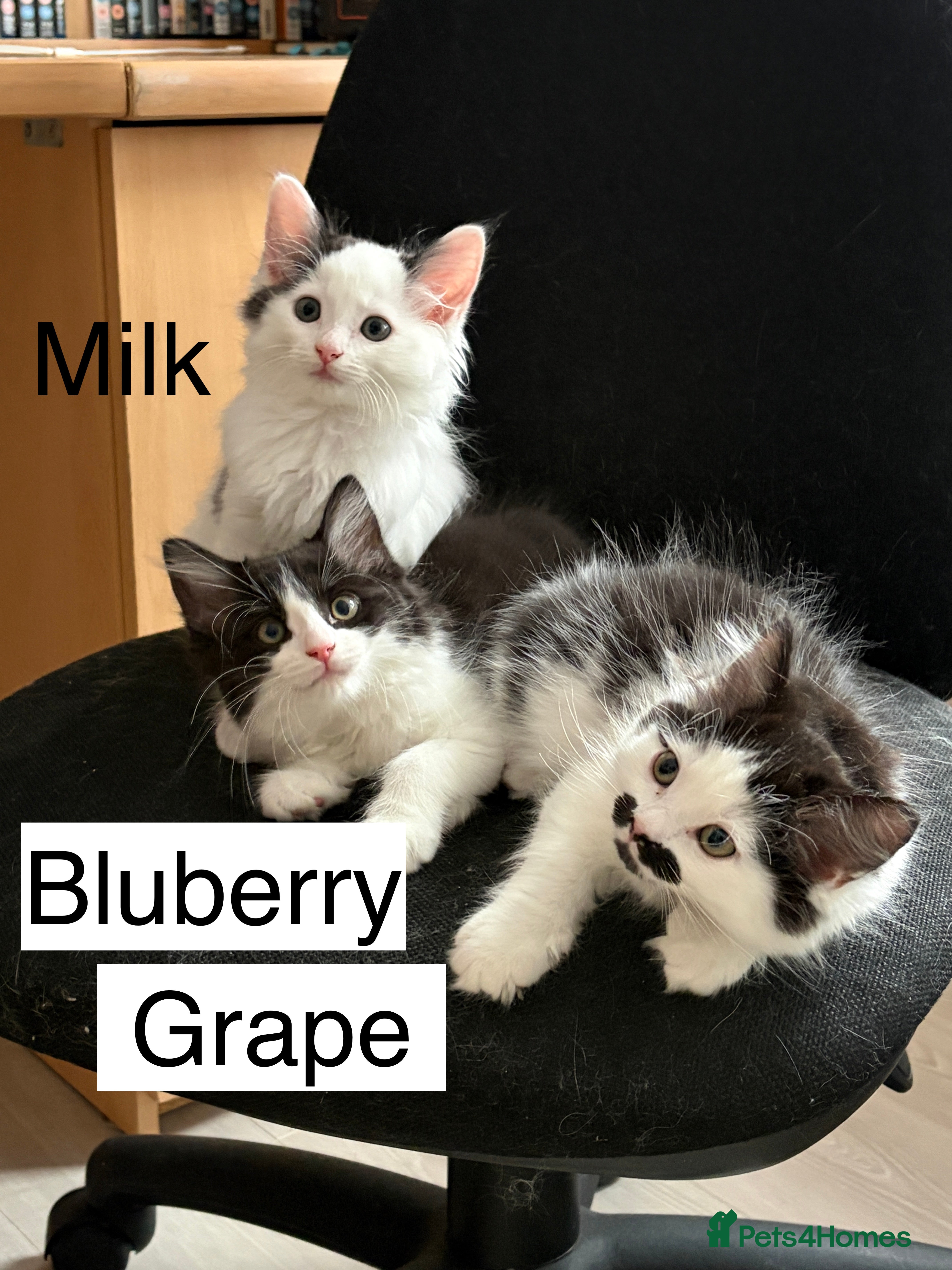 Mixed Breed cats Bobtail and Ragdoll mixed - Advert 2