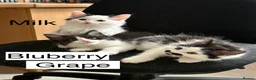 Mixed Breed cats for sale: Bobtail and Ragdoll mixed - Advert 4