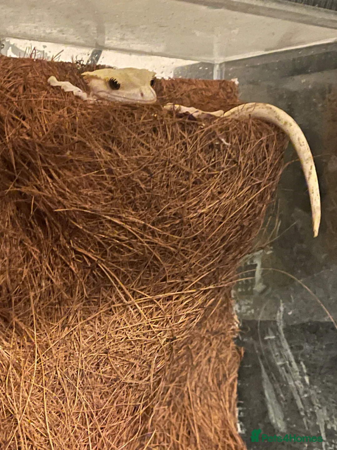 Gecko reptiles for sale: x2 crested geckos, x1 gargoyle geckos with setup - Advert 2