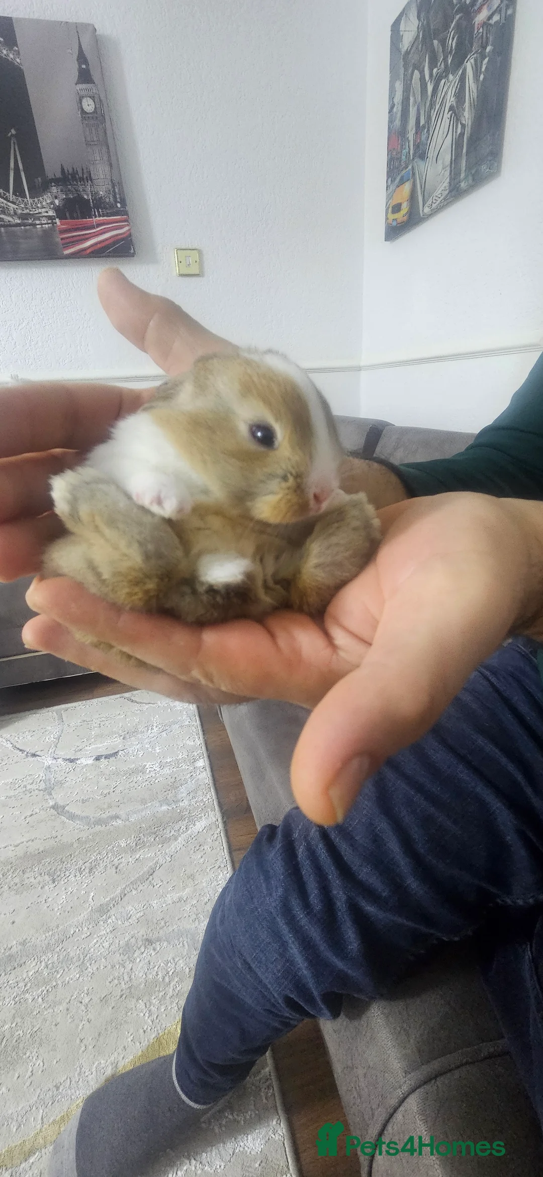 Mixed Breed rabbits for sale: They are 2 weeks old .Dutch and Rex rabbits  - Advert 2