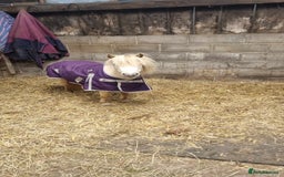 Miniature horses for sale: Miniature Shetland/ American miniature - Image 2