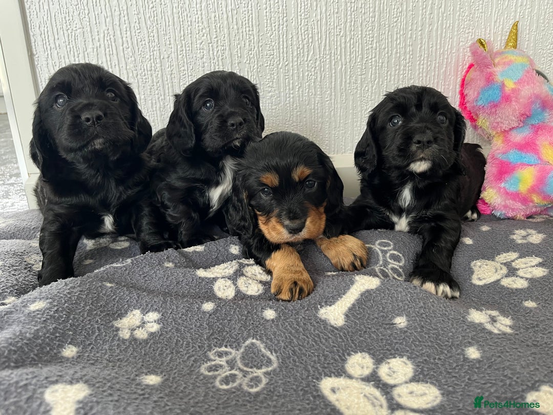 Cockalier dogs for sale: Cavalier x cocker spaniel puppies  - Image 6