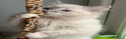 Ragdoll cats for sale: GCCF🥇PUREBRED REG RAGDOLL KITTENS AWARD WIN🥇 - Advert 4