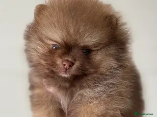 Pomeranian dogs True type Pomeranian puppy’s KC 🐾🤎🥰🤩🐾 - Advert 2