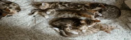 Mixed Breed cats for sale: 6 Half Bengal Kittens £200-£300 - Advert 5