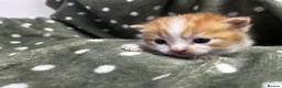 Persian cats for sale: Perfect Persian X Kittens - Advert 16