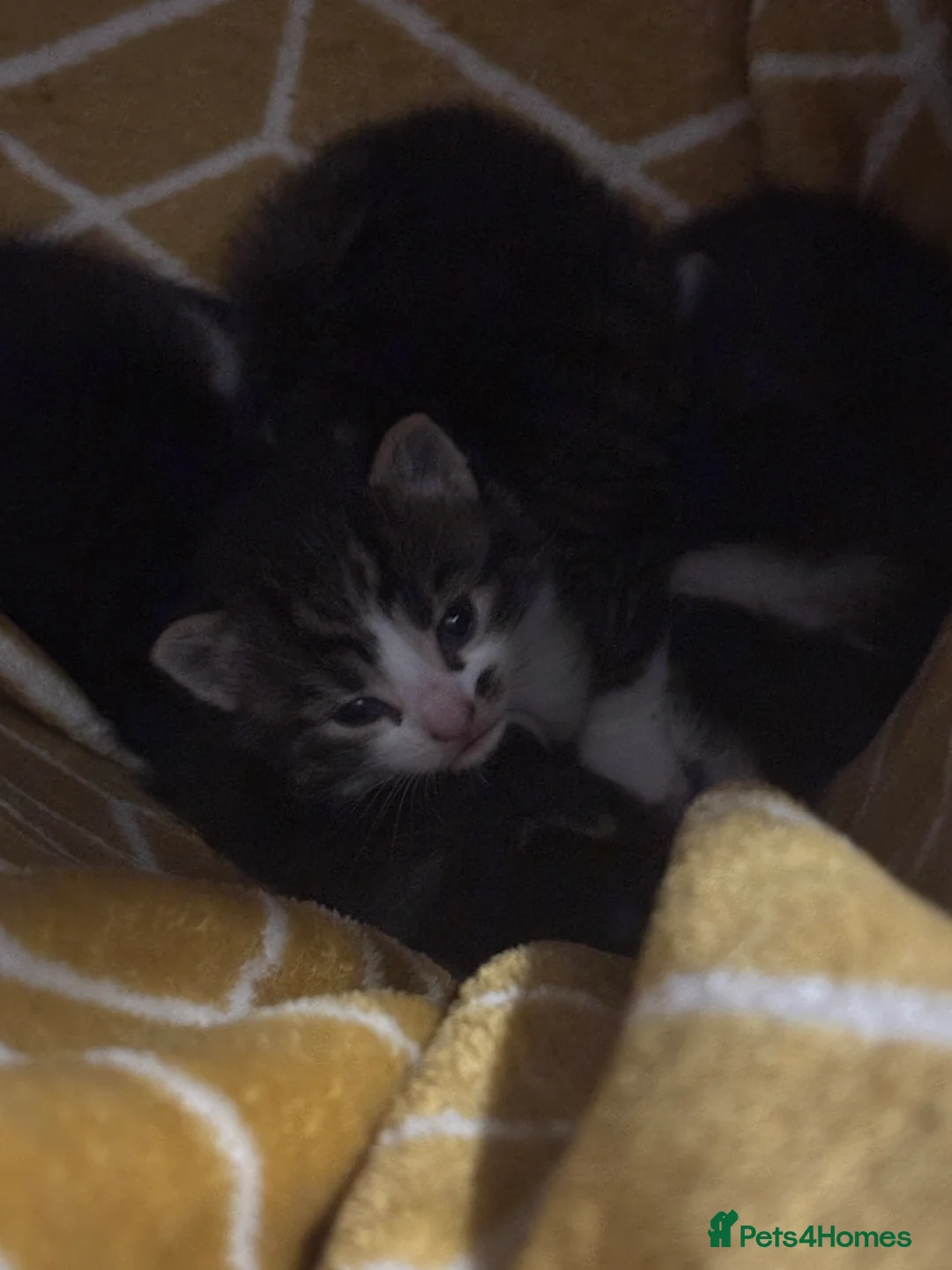 Mixed Breed cats for sale: White and grey Tabby 1M/1F ready 19 Feb - Advert 12