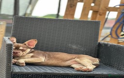 French Bulldog dogs for sale: ROJO TAN FEMALE - Image 5