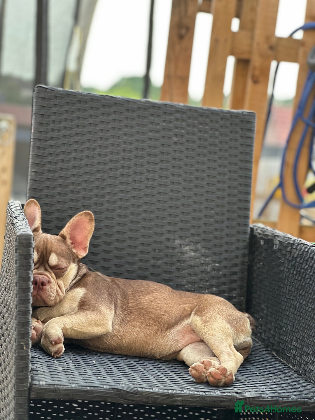 French Bulldog dogs for sale: ROJO TAN FEMALE - Image 5