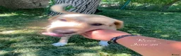Mixed Breed dogs for adoption: Reece. 8 months approx. Available for adoption. in Brixham - Advert 10