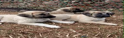 Turkish Kangal dogs for sale: TURKISH KANGAL PUPPIES! - Advert 1