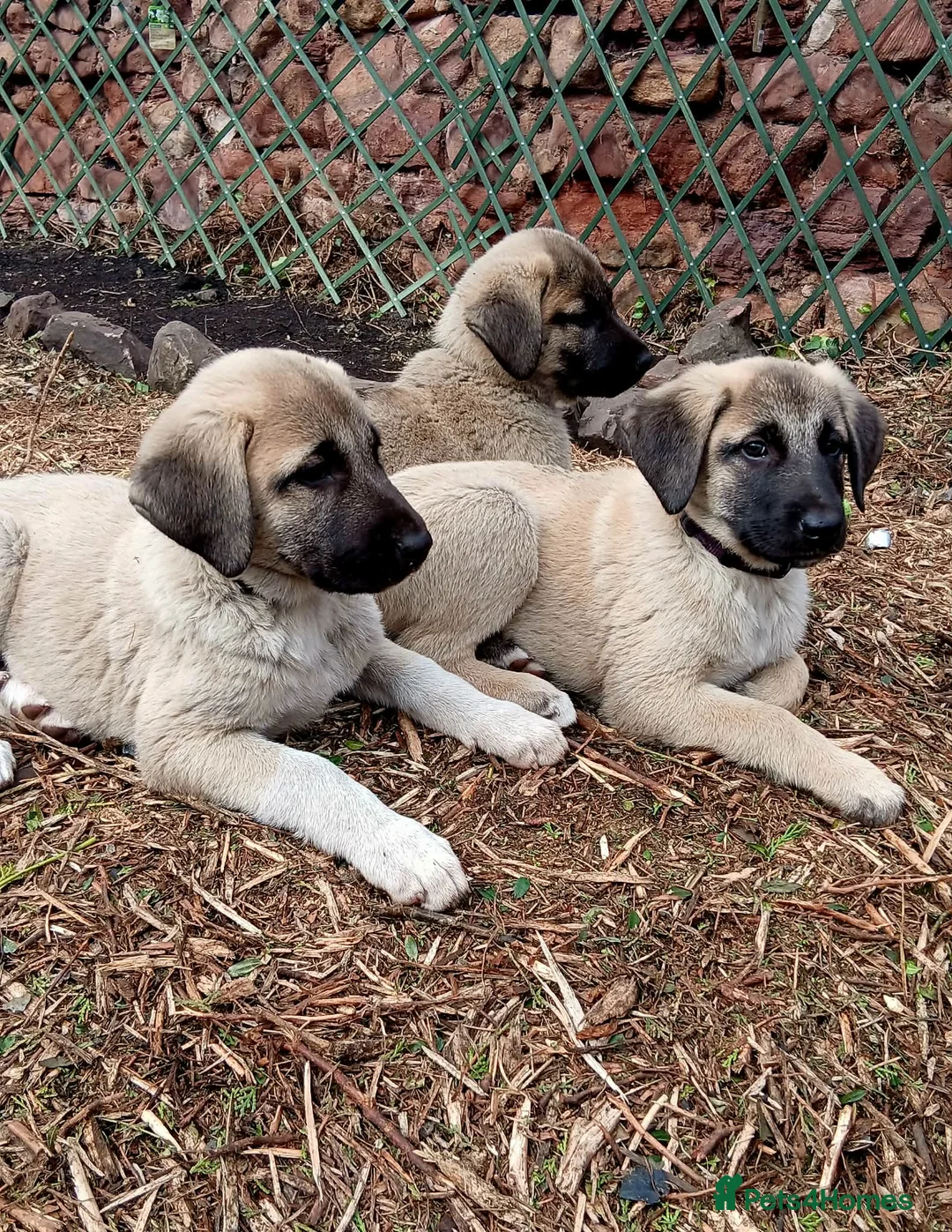 Turkish Kangal dogs for sale: TURKISH KANGAL PUPPIES! - Advert 1