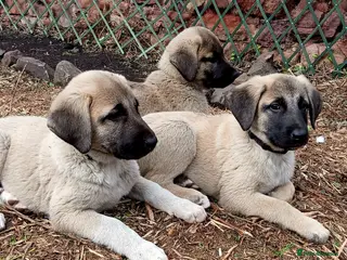 Turkish Kangal dogs TURKISH KANGAL PUPPIES - Advert 3