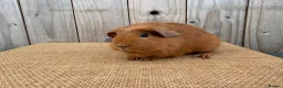 Guinea Pig rodents for sale: Stunning baby guinea pigs ready to leave  - Advert 5