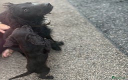 Cocker Spaniel dogs for sale: Gorgeous spaniel puppy’s   - Image 11