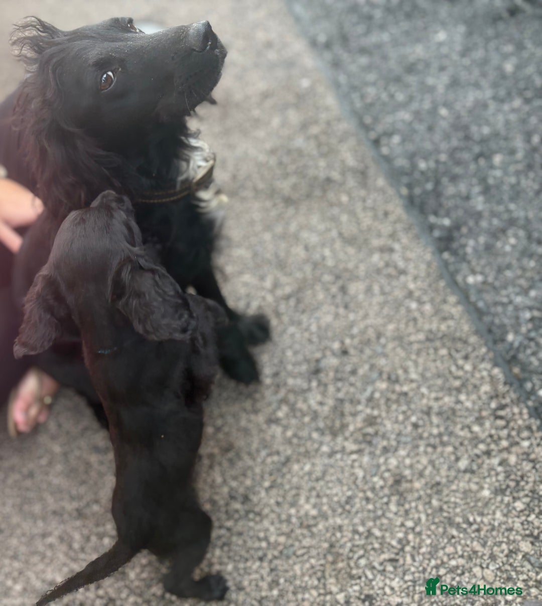 Cocker Spaniel dogs for sale: Gorgeous spaniel puppy’s   - Image 11
