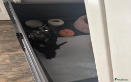 Yorkshire Terrier dogs for stud: Yorkshire terrier black stud boy - Image 3
