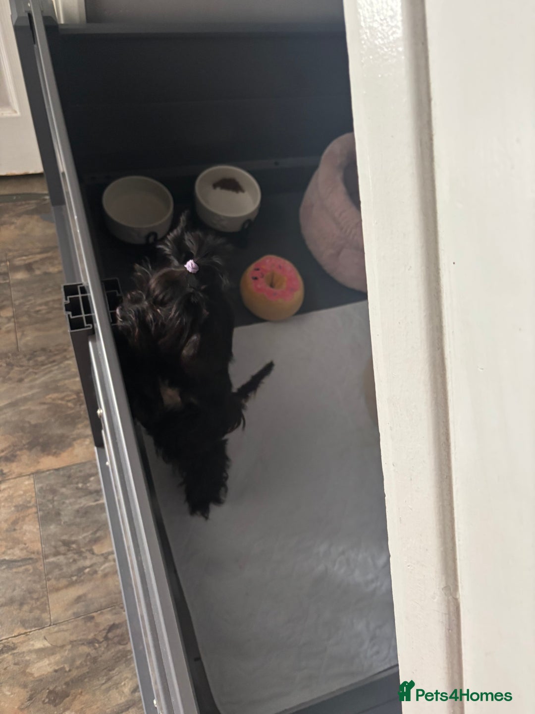 Yorkshire Terrier dogs for stud: Yorkshire terrier black stud boy - Image 3
