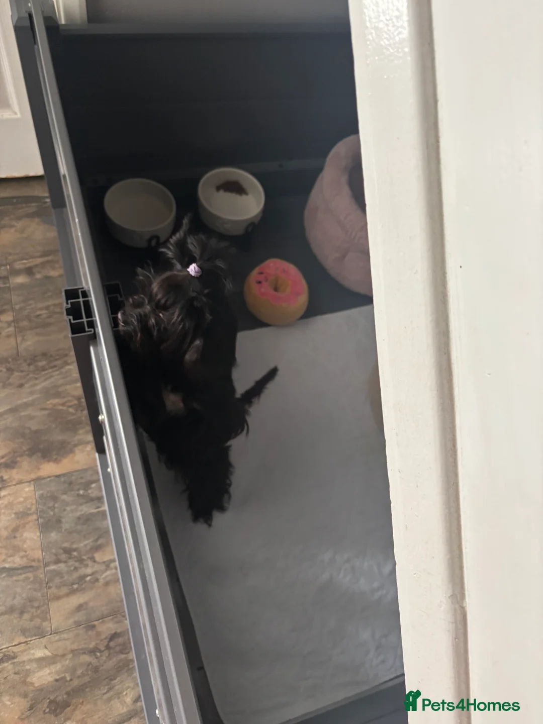 Yorkshire Terrier dogs for stud: Yorkshire terrier pedigree black stud boy 2.2kg - Advert 5