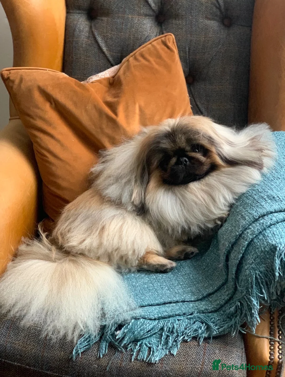Pekingese dogs for stud: KC registered Pekingese for Stud (Not for sale) - Advert 1