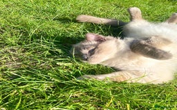 Ragdoll cats for sale: Friendly Male ragdoll for sale  - Image 7