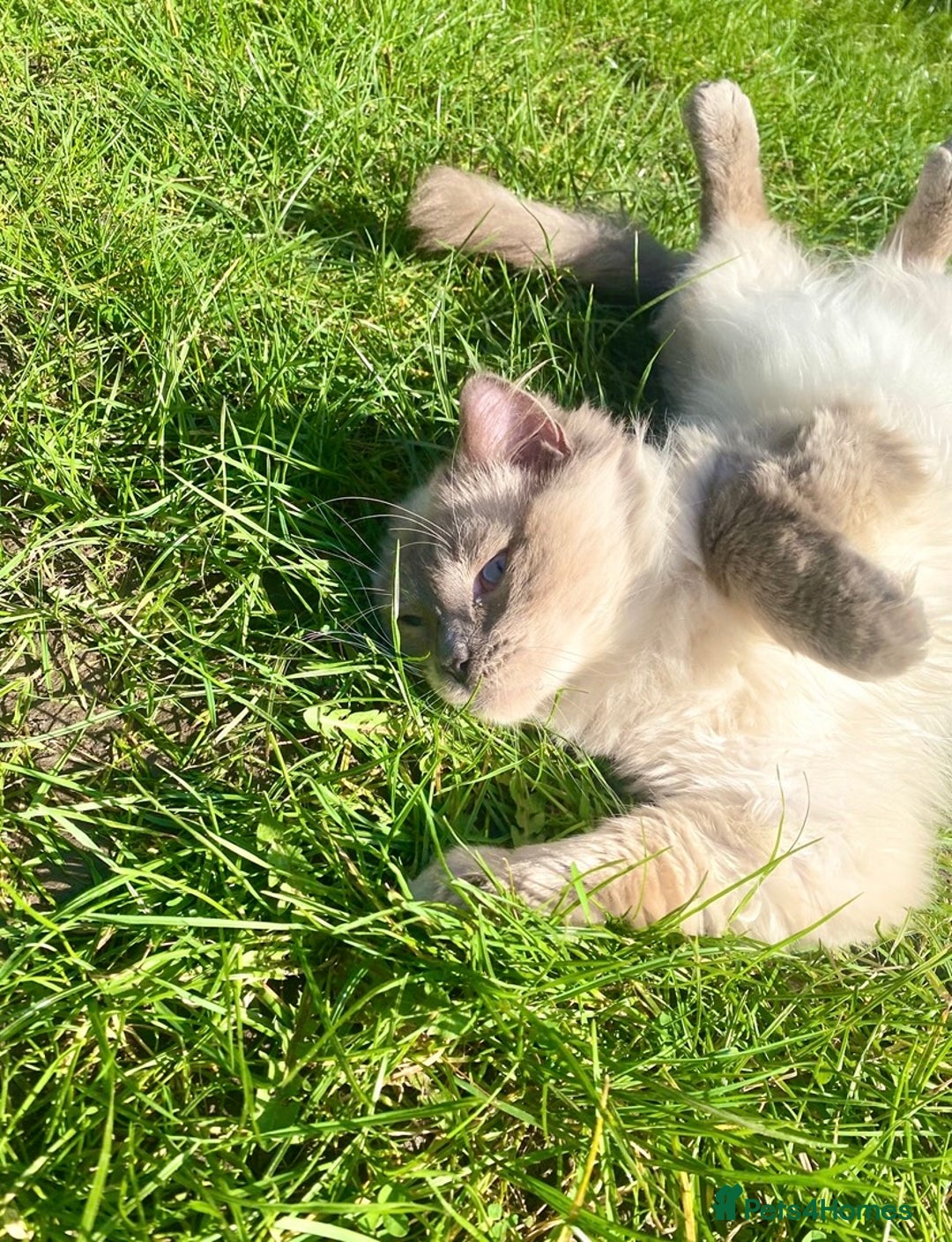 Ragdoll cats for sale: Friendly Male ragdoll for sale  - Image 7