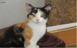 Mixed Breed cats for sale: Beautiful part siamese kittens  - Image 9