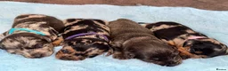 Miniature Dachshund dogs for sale: Miniature dachshund puppies - Advert 12