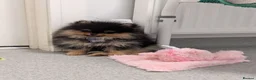 Pomeranian dogs for sale: KC registered Pomeranian puppy - Advert 3