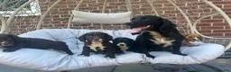 Cocker Spaniel dogs for sale: Working cocker spaniels - Advert 1