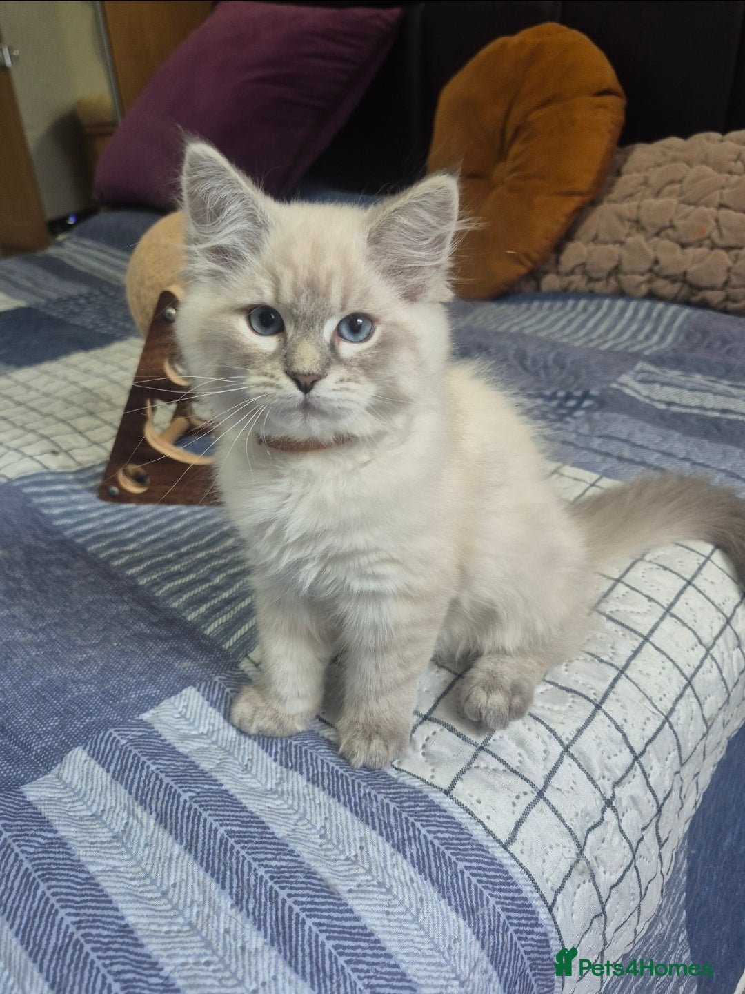 Siberian cats for sale: Pedigree girl and boy availiable - Image 7