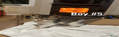 Boy #5
