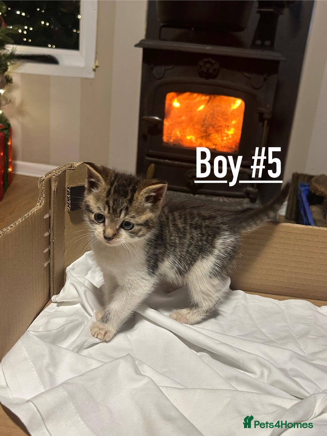 Mixed Breed cats for sale: 6 kittens for sale - Ready 16th December  - Advert 10