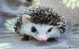 Pygmy Hedgehog rodents for sale: African Pygmy Hedgehog Hoglets  - Image 1