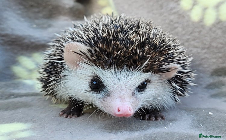 Pygmy Hedgehog rodents for sale - Advert 1