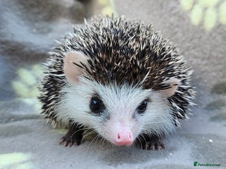 Pygmy Hedgehog rodents - Advert 4