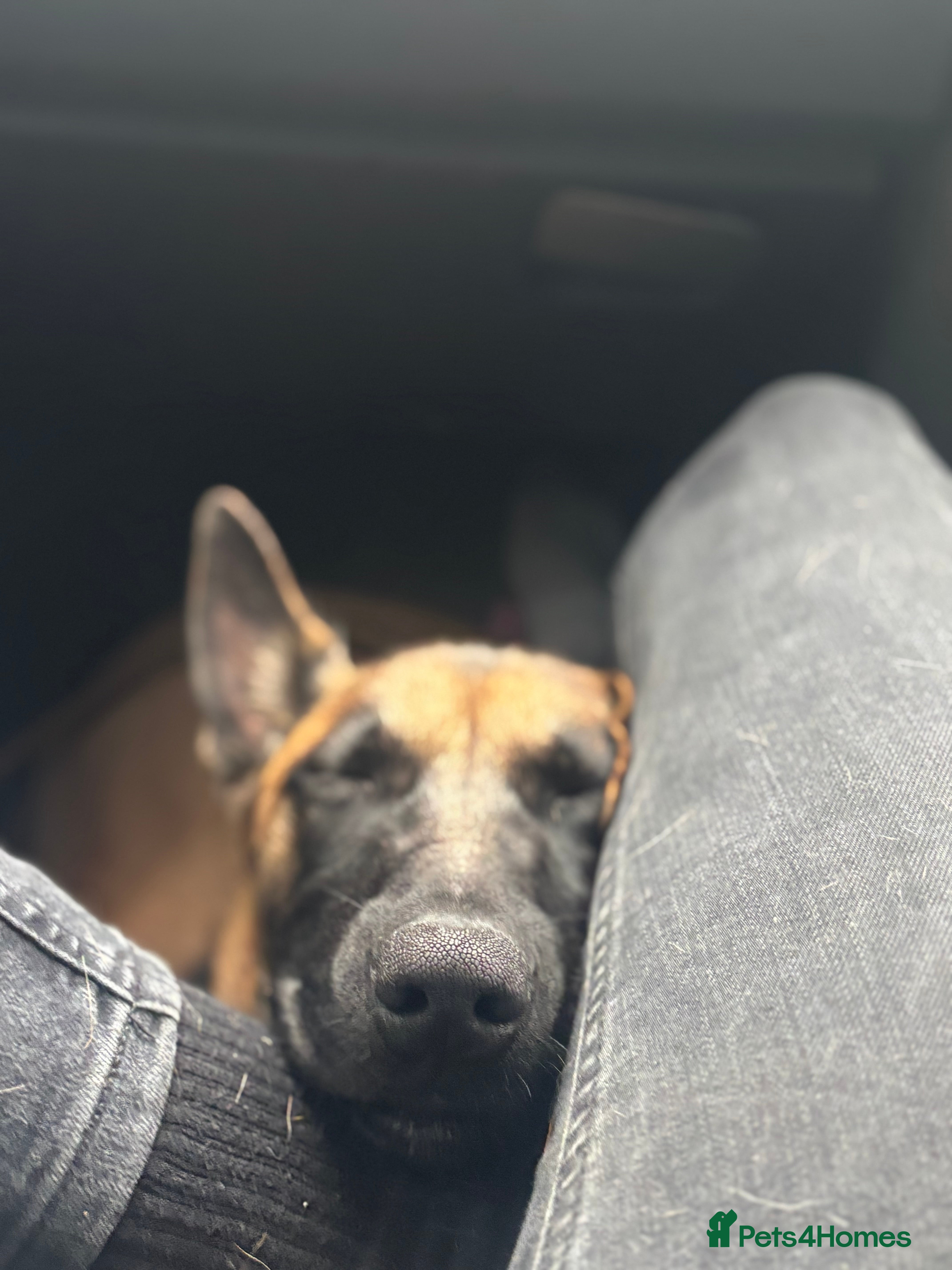 Belgian Shepherd Dog dogs A gorgeous Mali pup available  - Advert 7