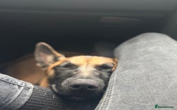 Belgian Shepherd Dog dogs for sale: A gorgeous Mali pup available  - Image 1