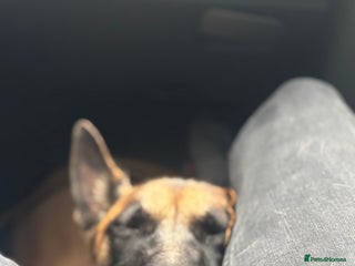 Belgian Shepherd Dog dogs - Advert 3