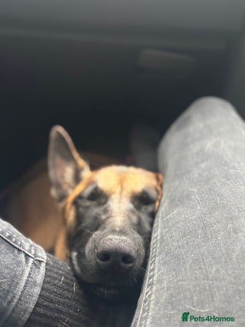 Belgian Shepherd Dog dogs - Advert 1