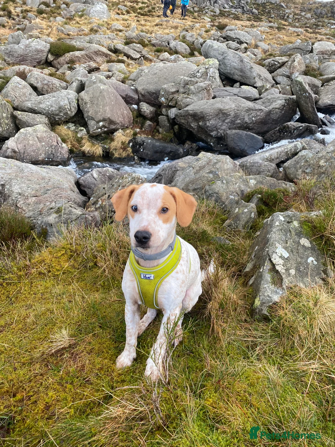 Mixed Breed dogs for sale: Bear - Cocker Jack in Buckingham - Advert 1