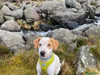 Mixed Breed dogs Bear - Cocker Jack - Advert 8