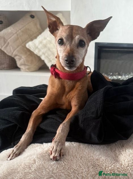 Miniature Pinscher dogs Our little pensioner is searching for a family  - Advert 1