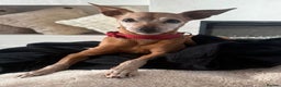 Miniature Pinscher dogs for adoption: Our little pensioner is searching for a family  - Advert 1