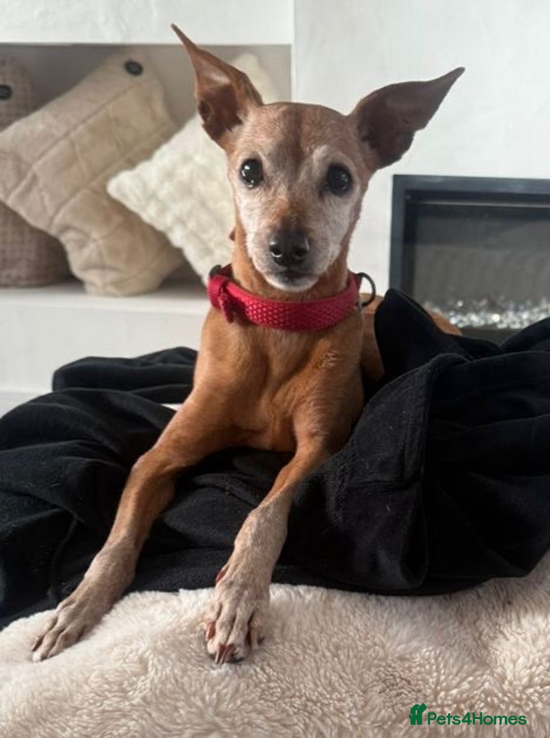 Miniature Pinscher dogs for adoption: Our little pensioner is searching for a family  - Image 1