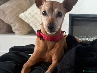 Miniature Pinscher dogs Our little pensioner is searching for a family - Advert 10