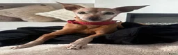 Miniature Pinscher dogs for adoption: Our little pensioner is searching for a family  - Advert 1