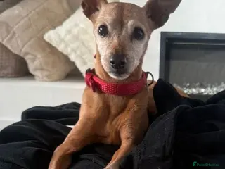 Miniature Pinscher dogs Our little pensioner is searching for a family - Advert 1